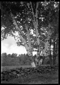 Birch trees, rock foreground, perp