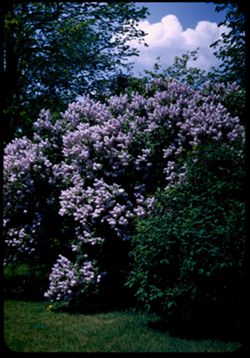 Lilac on Thorn Hill- Arb. W