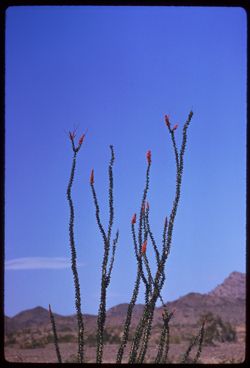 Our finest Ocotillo along US              in Wstn Ariz.