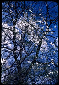 Northern Kobus Magnolia [Japan]  Arb. E.