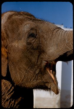 Elephant asking for peanut Fleishhacker Zoo