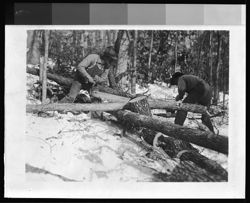 Wood cutting in Brown County