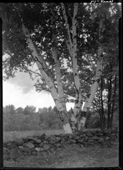 Birch trees, rock foreground, perp