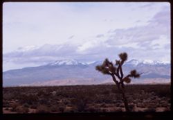 Toward snow-clad mountains across Mojave desert.