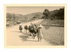 Rice growers and landscape