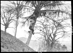 Up a coconut palm, Panama