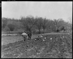 Mr. Chafin plowing, chickens following at rear. (o.p. Animals,...)