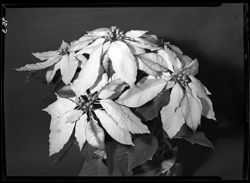 Four poinsettas (orig. neg)