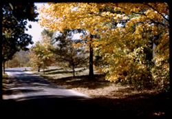 Lakewood drive Yellow maple & green oak leaves Arboretum (w)