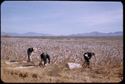 Cotton pickers on 3000 acre ranch 27 miles south of Tucson on Nogales Hwy.