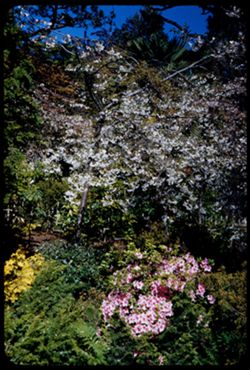 Azalea and Cherry blossoms Japanese Tea Garden Golden Gate Park