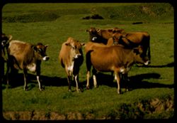 Young dairy cows  Marin County, SW of Petaluma
