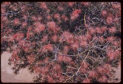 Flowers of Western Arizona vicinity of Quartzsite
