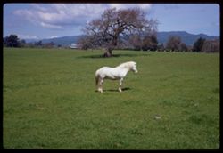 White pony in green field near town of Sonoma