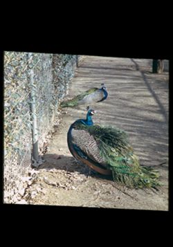 Peacocks. Washington Zoo