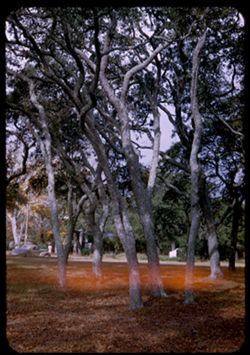 Live oaks with gray-green lichen along Gulf Coast west of Biloxi, Miss