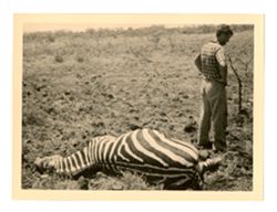 Man stands by zebra body