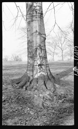 Beech tree, Brookside Park, Feb. 1, 1911, 2 p.m.