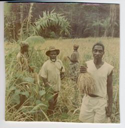 Harvesting rice