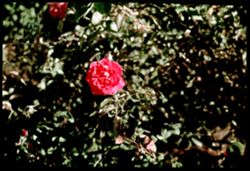 A- 14= A Santa Rosa Rose Burbank garden Cushman