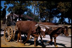 Yoked cows, farm wagon near Eutaw, Alabama