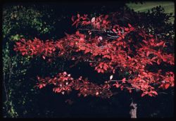 The Gum tree in Sargent's Glade Morton Arboretum West