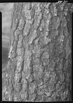 Bark of elm tree, closeup