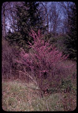 Red Bud and conifer. Arb. W.