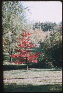 Gum tree in Sargent's Glade Arboretum W