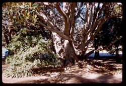 A big fig tree (not the largest)  Santa Barbara