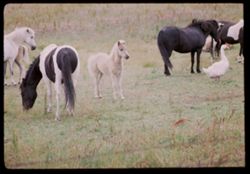Sonoma county horses near Roblar
