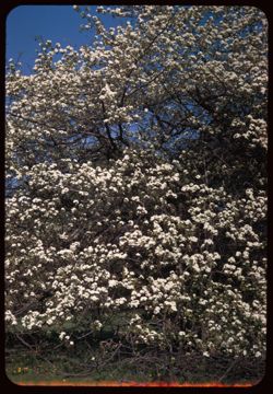 Hawthron blooms on Thorn Hill Arboretum