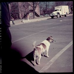 Dog standing in crosswalk
