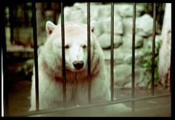 C-5= White Kodiak bear at Victoria, B.C. Z00 Cushman