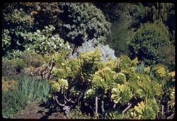 Aeonium Holochrysum Strybing Arboretum