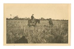 Man on a mule in grassy field