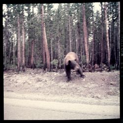 Bear in front of trees