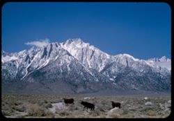 Cows in the sparse pastorage below Lone Pine Peak near Lone Pine, Calif. Mt. Whitney at extreme right.
