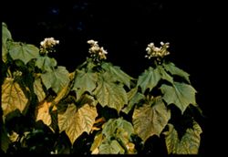 Sparmannia in South African section of Arboretum. Golden Gate Park
