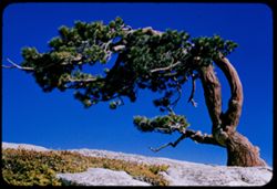 Jeffery Pine on crest of Sentinel Dome Yosemite