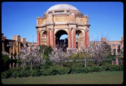 Blossoming fruit trees along lagoon of Palace of Fine Arts