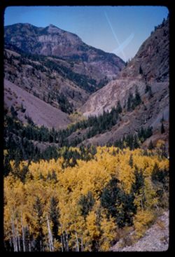 Aspen below US Hwy 550 in Uncompahgre Canyon south of Ouray, Colo.