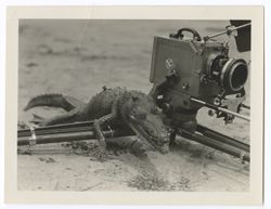 Item 0522. Alligator crawling over a leg of the camera tripod.