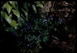 Arb. W. Forget me nots