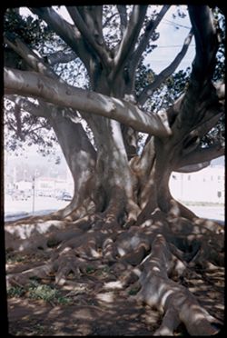 Base of Santa Barbara's Moreton Bay Fig-largest in U.S.-135 ft. branch spread in 1942-planted in 1877.