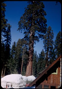Deep snow - high redwoods at Park Hdqurtrs - Sequoia Nat'l Park.