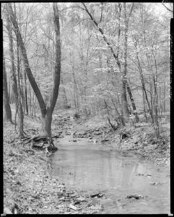 Stony Lonesome creek (orig. neg.)
