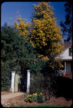 Low pine and tall Acacia Sonoma, California
