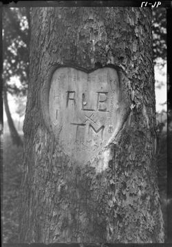 Hearts on tree near mill at Bridgeton