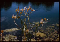 Asclepias along Lake Marmo Milkweed - Arboretum